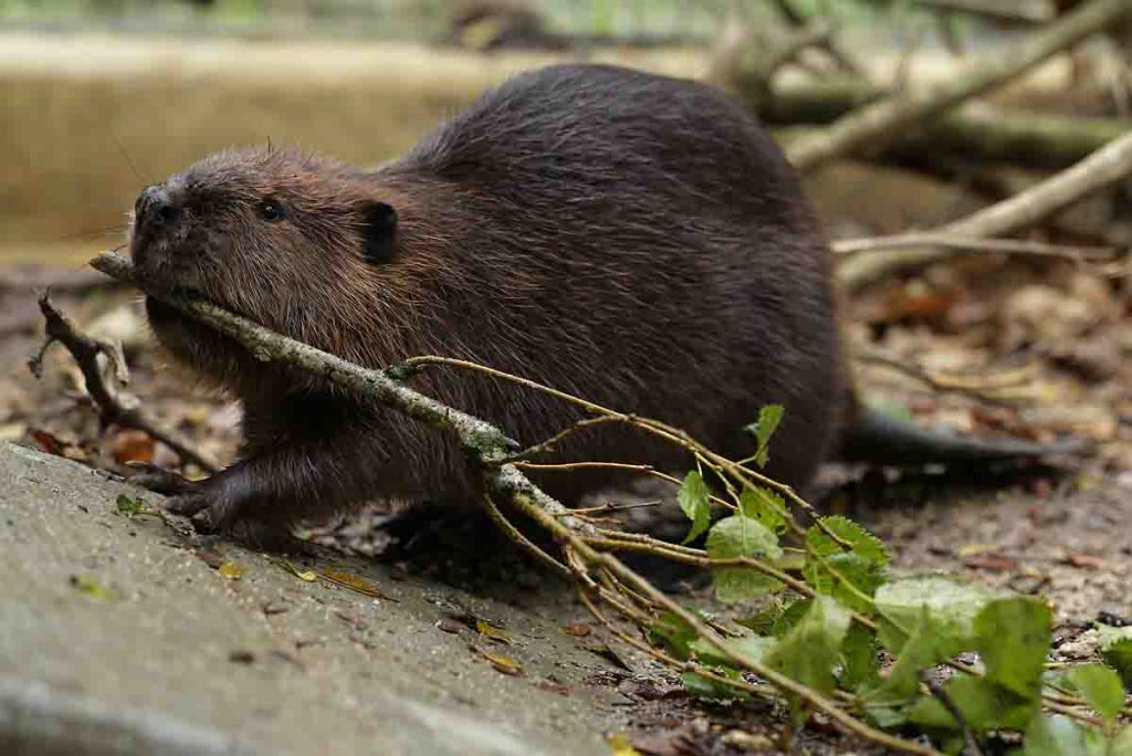 Canadian 2 For 1 Pizza Adopts Beavers, Justin and Selena, at Mandai Wildlife Reserve - Alvinology