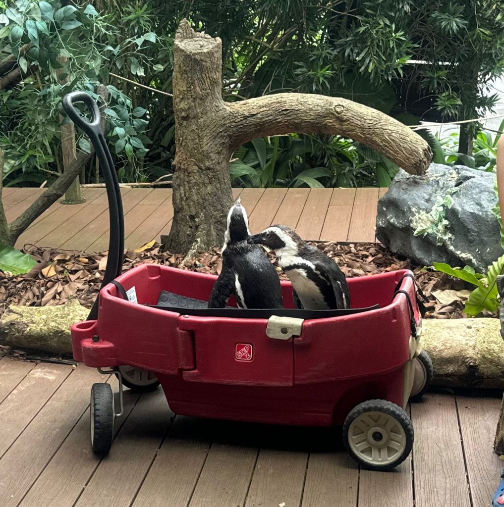 Mandai Wildlife Group Introduces Two New Experiences at Singapore Zoo - Enhanced Breakfast in the Wild with Animal Interactions and Elephant Encounters Backstage Pass - Alvinology