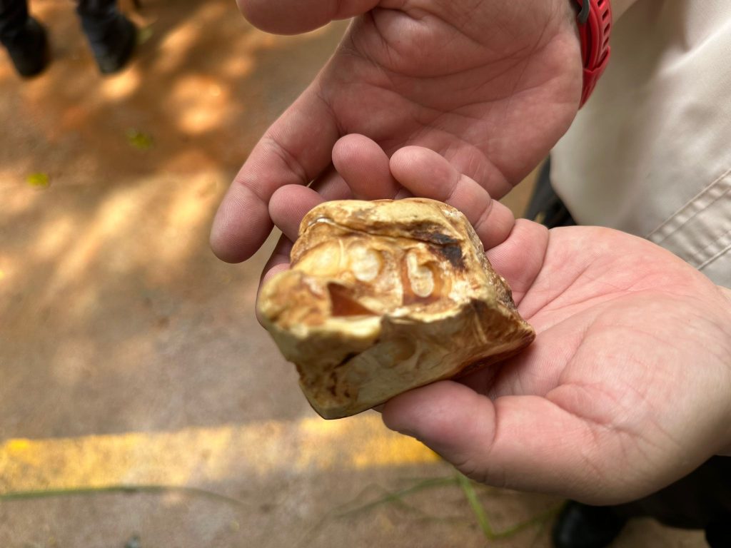 Mandai Wildlife Group Introduces Two New Experiences at Singapore Zoo - Enhanced Breakfast in the Wild with Animal Interactions and Elephant Encounters Backstage Pass - Alvinology