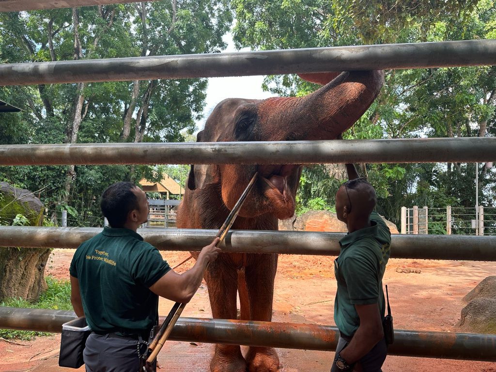 Mandai Wildlife Group Introduces Two New Experiences at Singapore Zoo - Enhanced Breakfast in the Wild with Animal Interactions and Elephant Encounters Backstage Pass - Alvinology