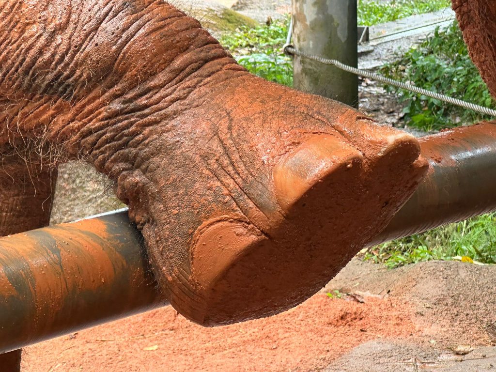 Mandai Wildlife Group Introduces Two New Experiences at Singapore Zoo - Enhanced Breakfast in the Wild with Animal Interactions and Elephant Encounters Backstage Pass - Alvinology