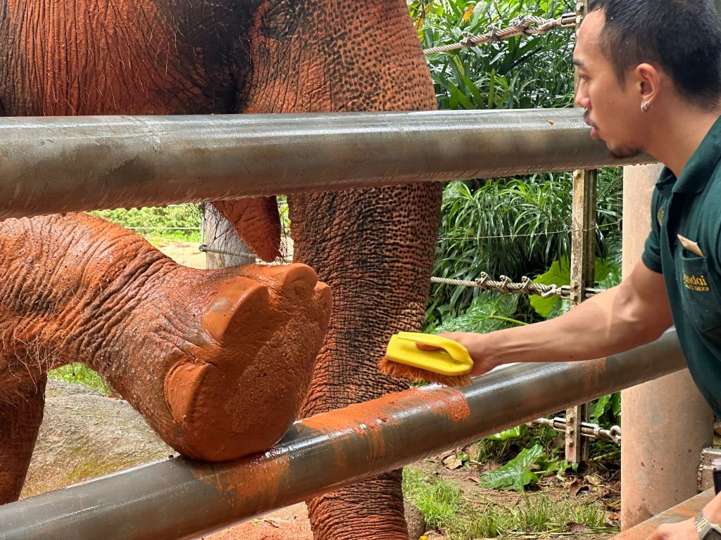 Mandai Wildlife Group Introduces Two New Experiences at Singapore Zoo - Enhanced Breakfast in the Wild with Animal Interactions and Elephant Encounters Backstage Pass - Alvinology