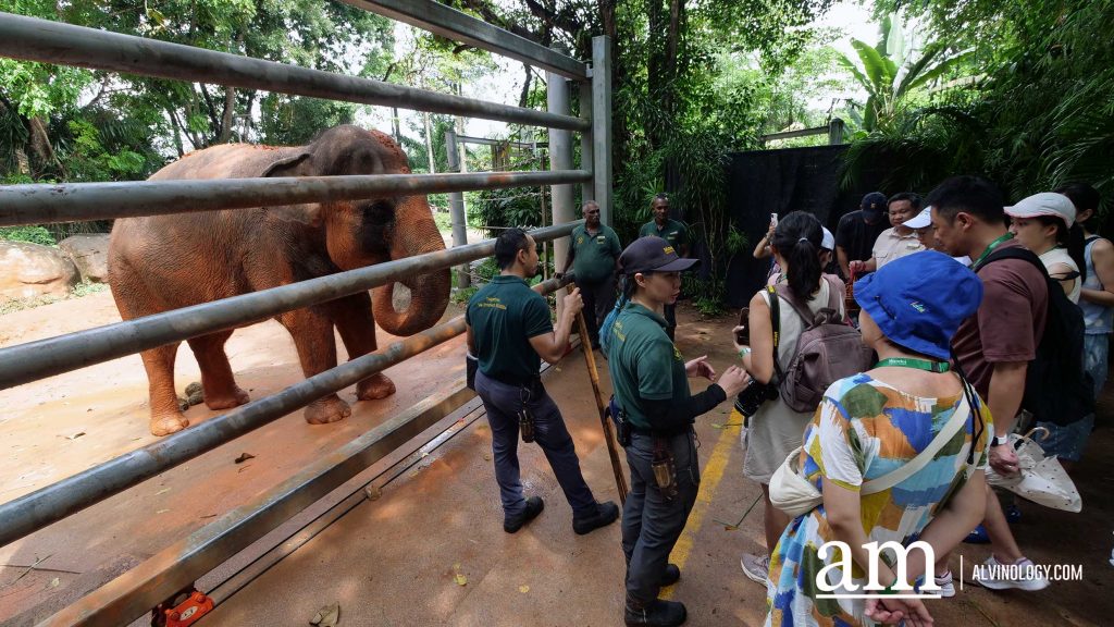 Mandai Wildlife Group Introduces Two New Experiences at Singapore Zoo - Enhanced Breakfast in the Wild with Animal Interactions and Elephant Encounters Backstage Pass - Alvinology