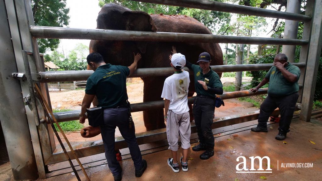 Mandai Wildlife Group Introduces Two New Experiences at Singapore Zoo - Enhanced Breakfast in the Wild with Animal Interactions and Elephant Encounters Backstage Pass - Alvinology