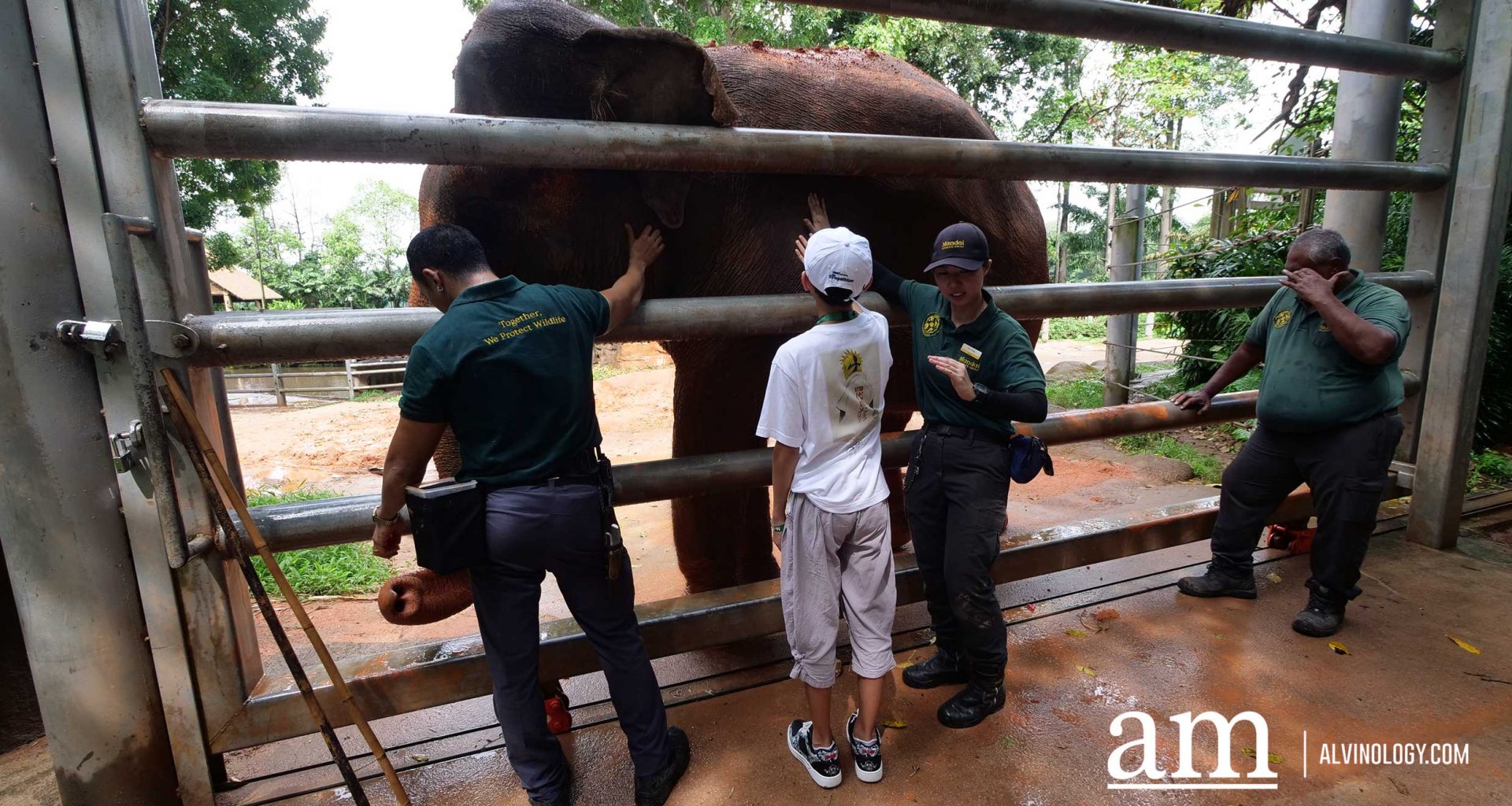 Mandai Wildlife Group Introduces Two New Experiences at Singapore Zoo - Enhanced Breakfast in the Wild with Animal Interactions and Elephant Encounters Backstage Pass - Alvinology