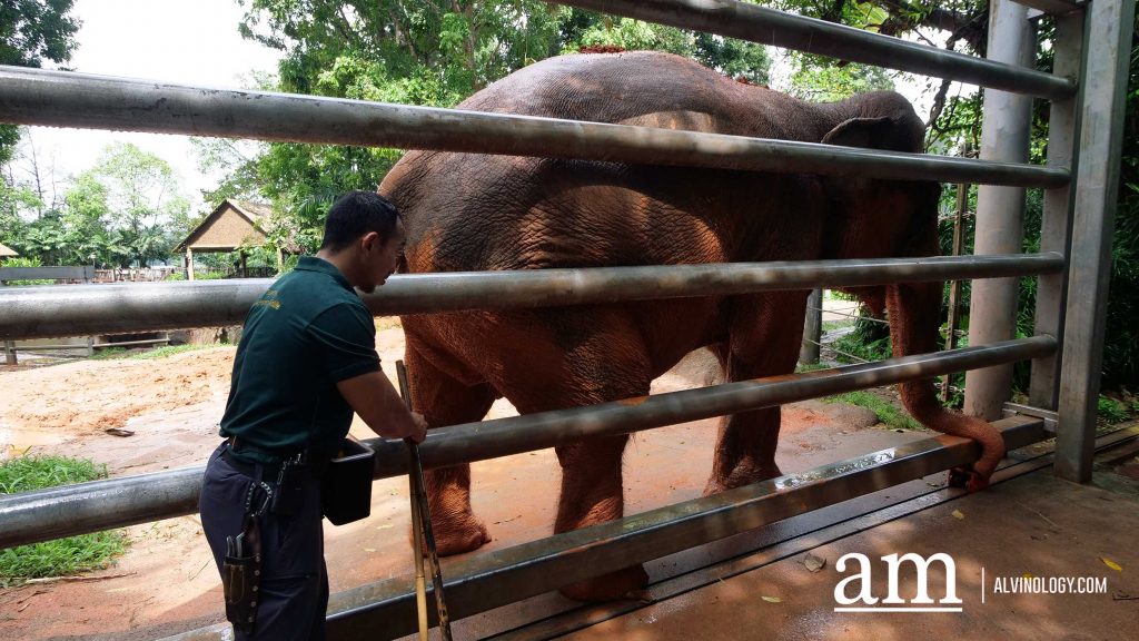 Mandai Wildlife Group Introduces Two New Experiences at Singapore Zoo - Enhanced Breakfast in the Wild with Animal Interactions and Elephant Encounters Backstage Pass - Alvinology