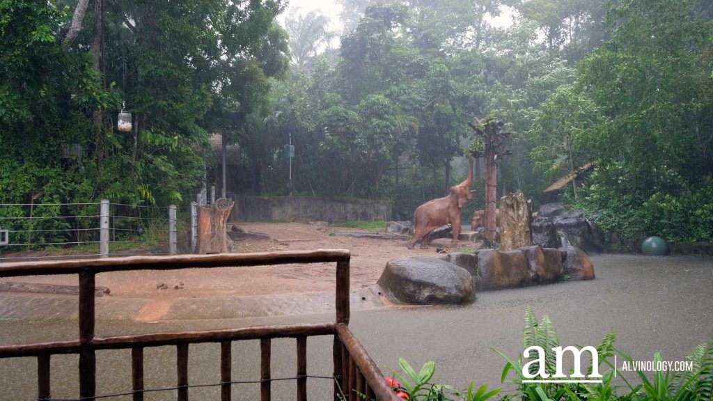 Mandai Wildlife Group Introduces Two New Experiences at Singapore Zoo - Enhanced Breakfast in the Wild with Animal Interactions and Elephant Encounters Backstage Pass - Alvinology