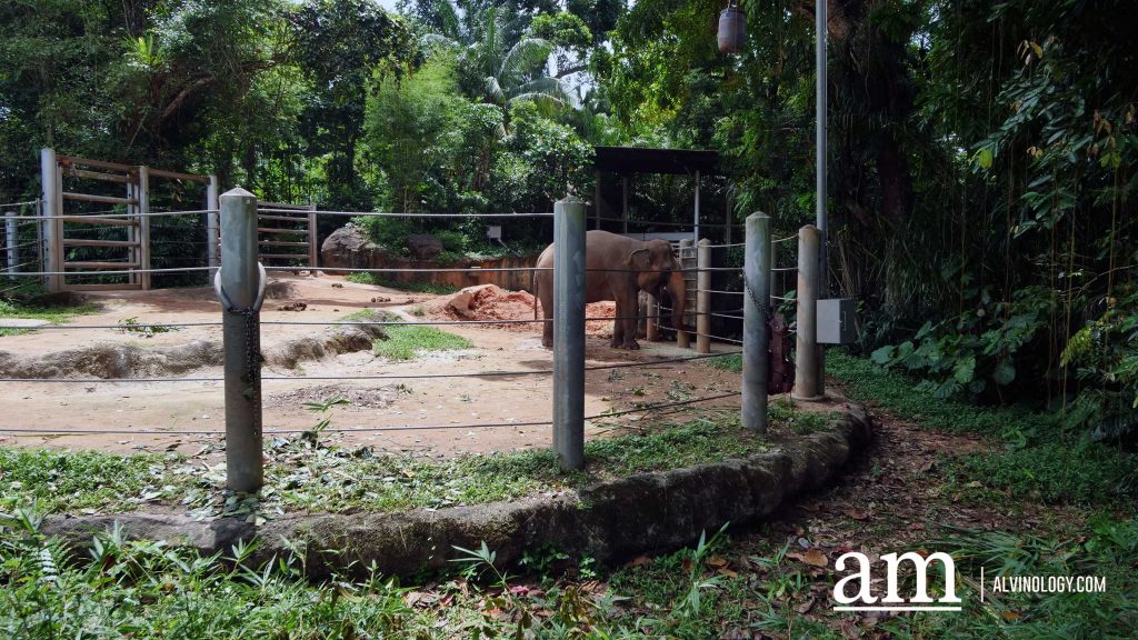 Mandai Wildlife Group Introduces Two New Experiences at Singapore Zoo - Enhanced Breakfast in the Wild with Animal Interactions and Elephant Encounters Backstage Pass - Alvinology
