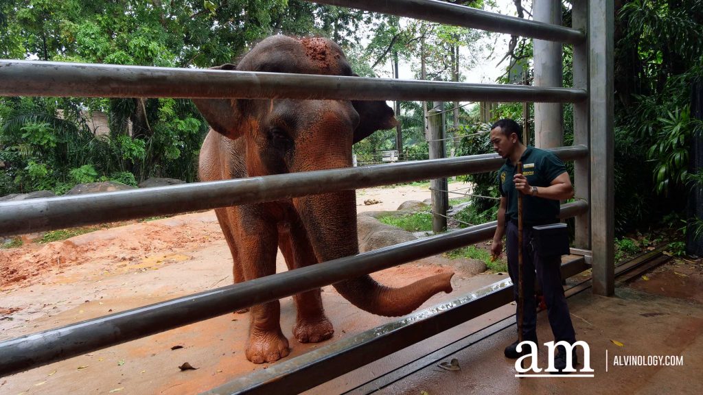 Mandai Wildlife Group Introduces Two New Experiences at Singapore Zoo - Enhanced Breakfast in the Wild with Animal Interactions and Elephant Encounters Backstage Pass - Alvinology