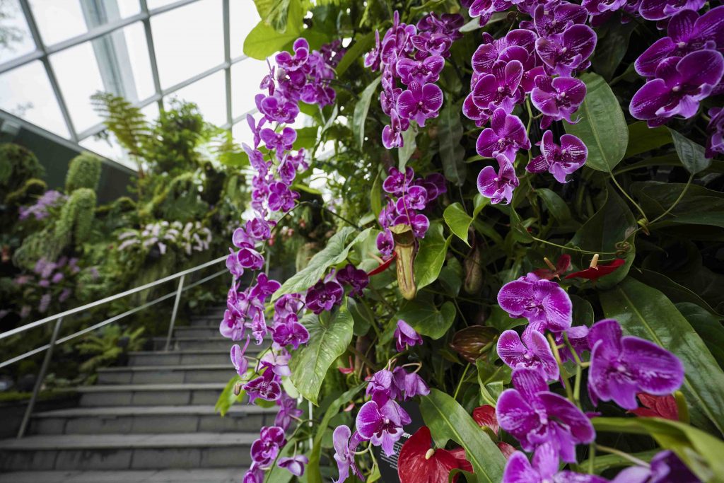 Celebrating Filipino Culture at Gardens by the Bay: A Bahay Kubo Orchid Fiesta - Alvinology