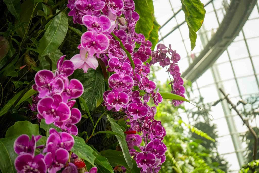 Celebrating Filipino Culture at Gardens by the Bay: A Bahay Kubo Orchid Fiesta - Alvinology
