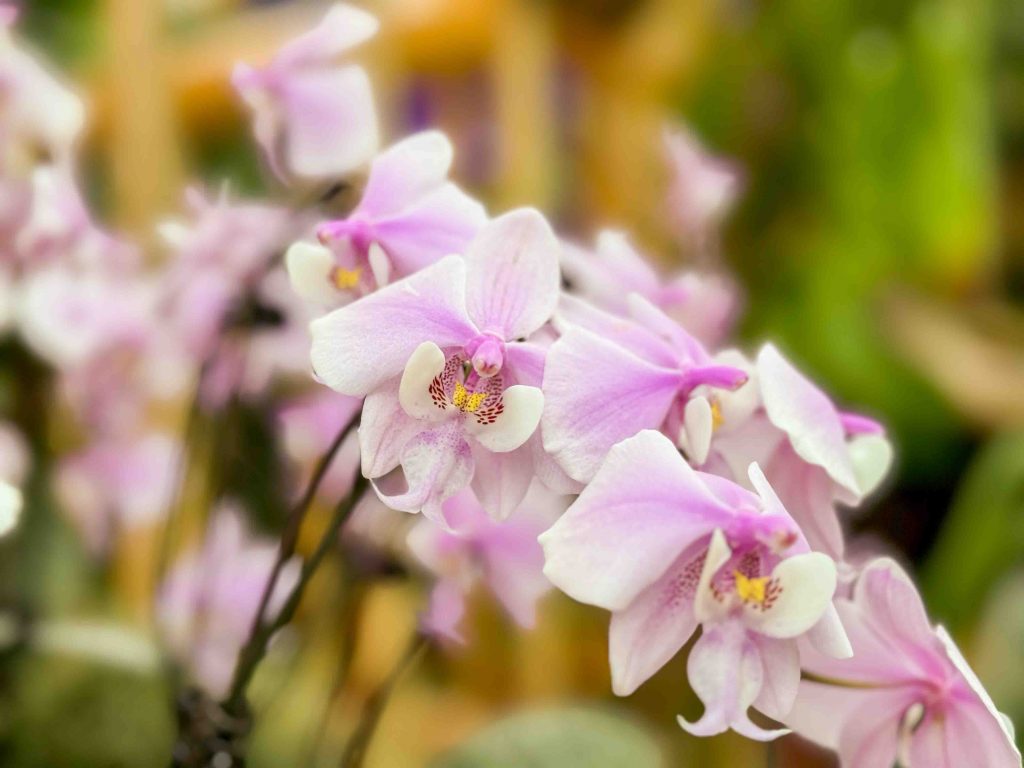 Celebrating Filipino Culture at Gardens by the Bay: A Bahay Kubo Orchid Fiesta - Alvinology
