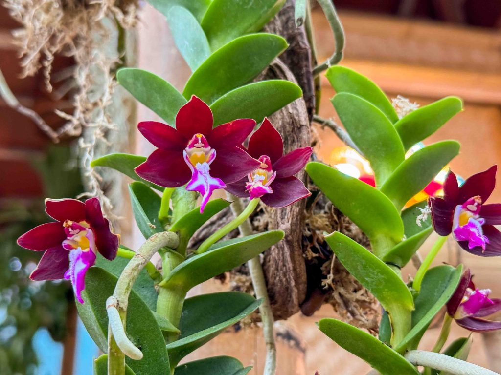 Celebrating Filipino Culture at Gardens by the Bay: A Bahay Kubo Orchid Fiesta - Alvinology