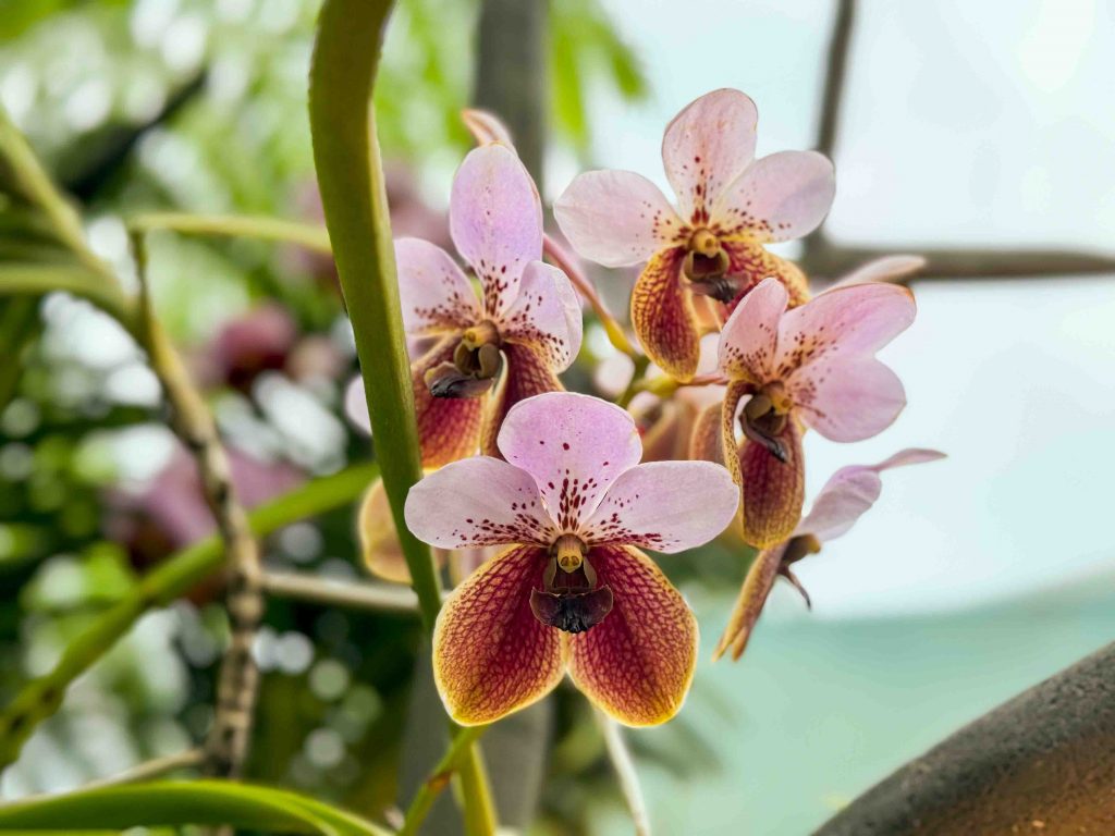 Celebrating Filipino Culture at Gardens by the Bay: A Bahay Kubo Orchid Fiesta - Alvinology