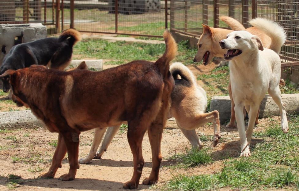Retired Nurse Uses Life Savings to Rescue Over 200 Dogs and Cats – Your Help is Needed - Alvinology