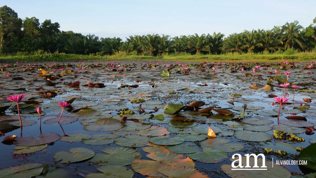 [Travel Itinerary] 12 Unmissable Places to Explore from Hat Yai to Trang and Phatthalung, South Thailand - Alvinology