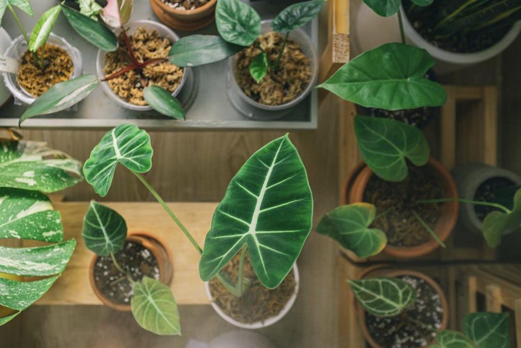 Bringing Nature’s Calming Energy Indoors - Alvinology