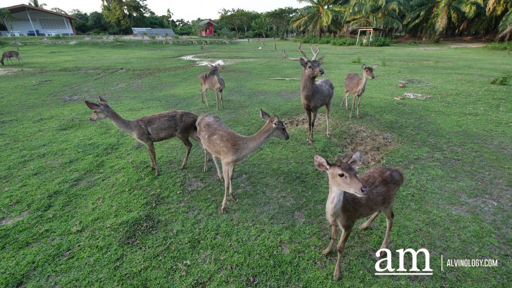 [Travel Itinerary] 12 Unmissable Places to Explore from Hat Yai to Trang and Phatthalung, South Thailand - Alvinology