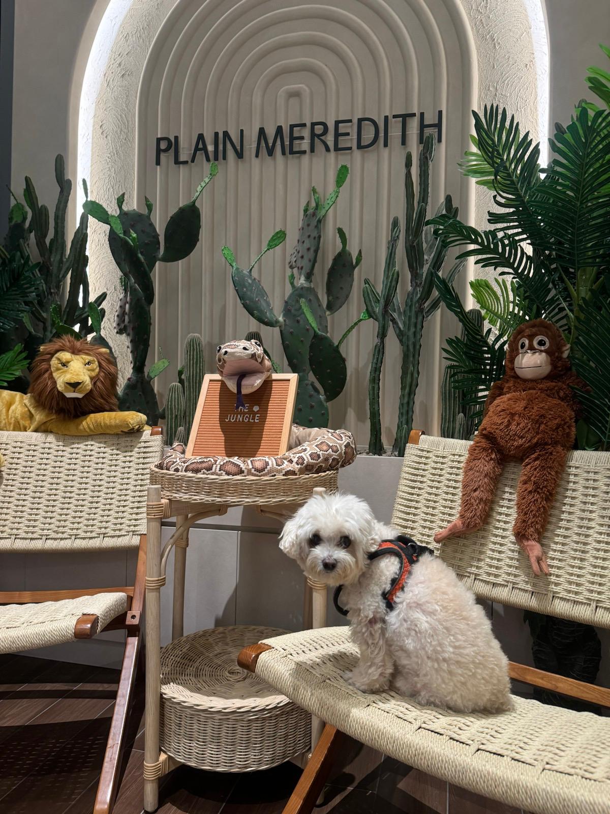 [Review] Pet-Friendly Staycation at Quincy House Singapore in Holland Village - Alvinology