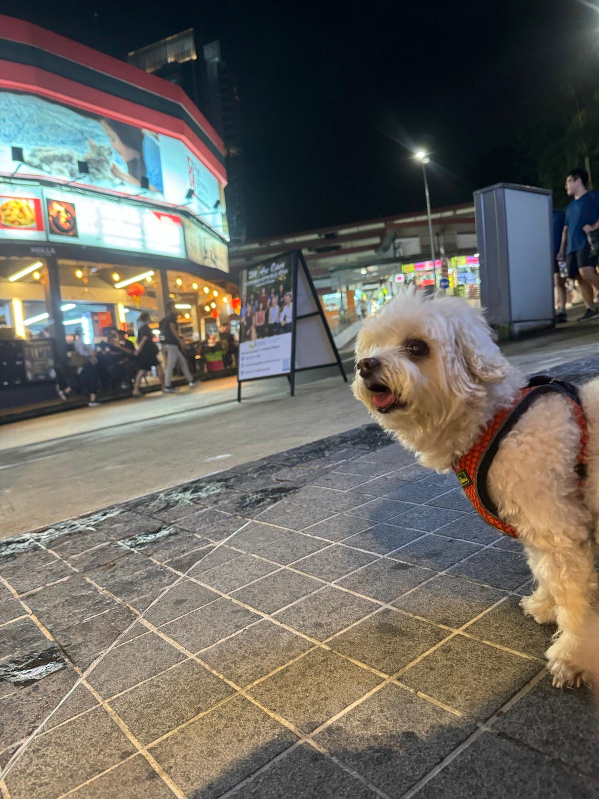 [Review] Pet-Friendly Staycation at Quincy House Singapore in Holland Village - Alvinology