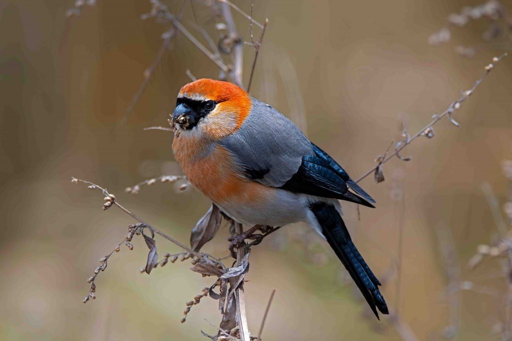 Explore Bhutan's Birdwatching Paradise: Bhutan Bird Festival 2024 in Zhemgang - Alvinology