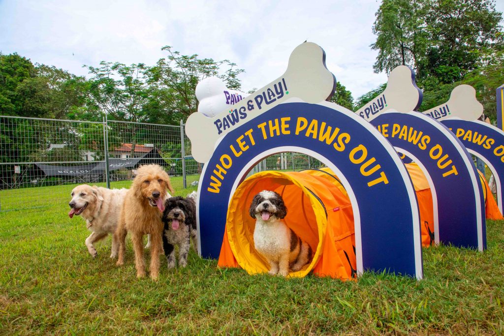 ‘Paws & Play’: Singapore’s Largest Outdoor Dog Playground Launches at Seletar Aerospace Park - Alvinology