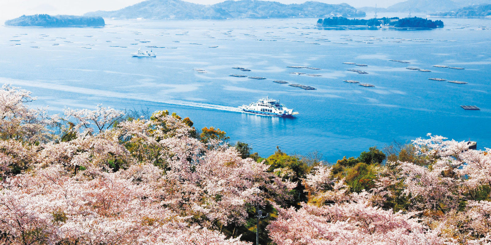 Discover Hiroshima’s Hidden Sakura Gems - Alvinology