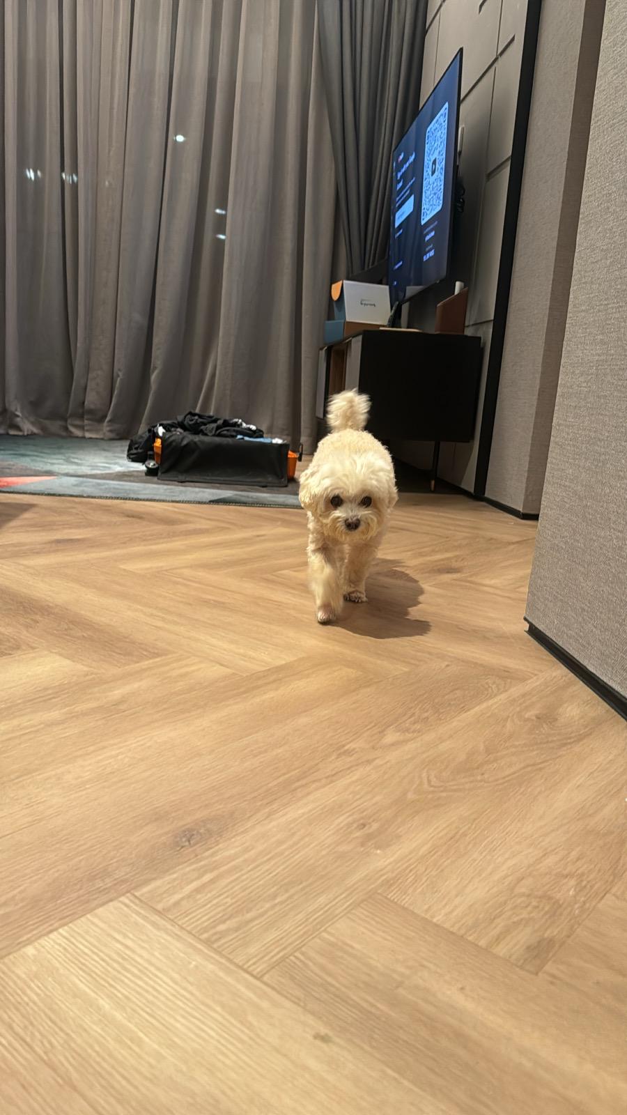 [Review] Pet-Friendly Staycation at Quincy House Singapore in Holland Village - Alvinology