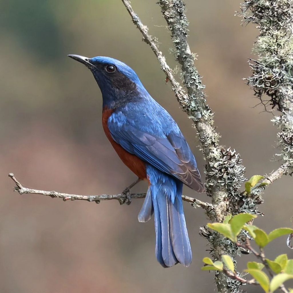 Explore Bhutan's Birdwatching Paradise: Bhutan Bird Festival 2024 in Zhemgang - Alvinology