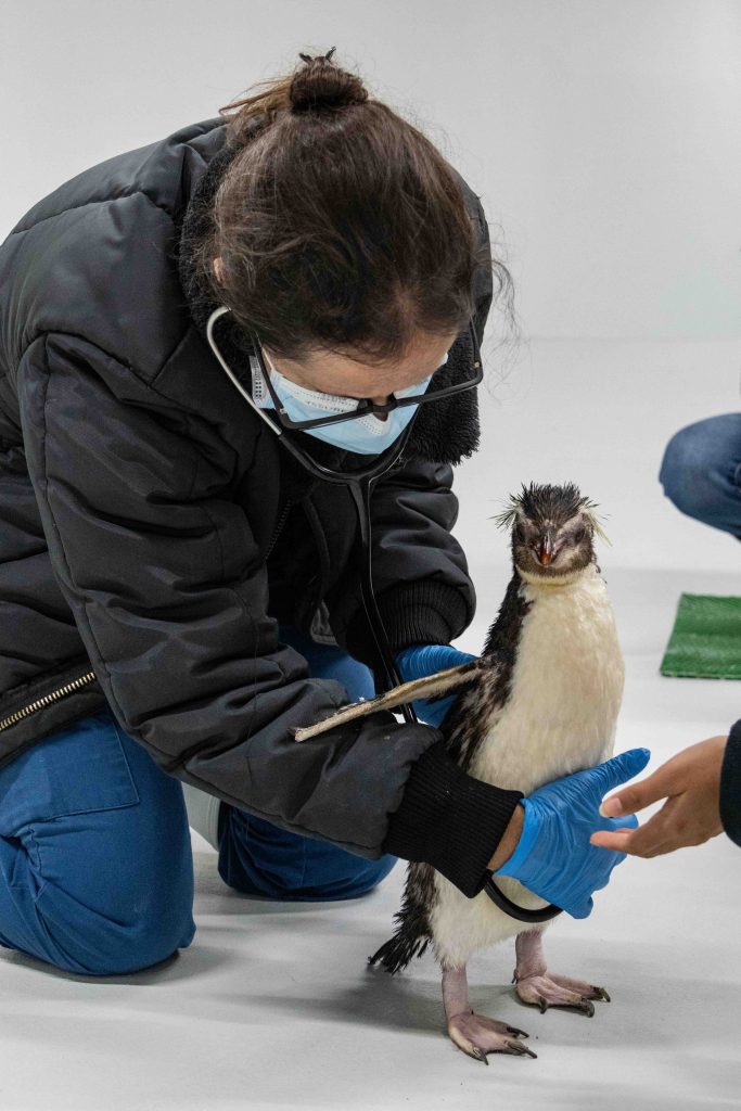 New Feathery Additions Bring Festive Cheer to Bird Paradise’s Penguin Cove New Feathery Additions Bring Festive Cheer to Bird Paradise’s Penguin Cove - Alvinology