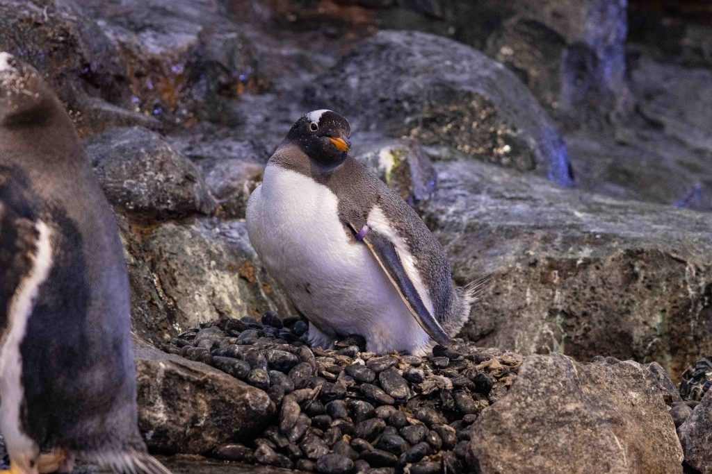 New Feathery Additions Bring Festive Cheer to Bird Paradise’s Penguin Cove New Feathery Additions Bring Festive Cheer to Bird Paradise’s Penguin Cove - Alvinology