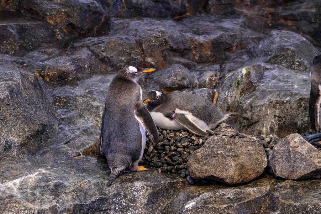 New Feathery Additions Bring Festive Cheer to Bird Paradise’s Penguin Cove New Feathery Additions Bring Festive Cheer to Bird Paradise’s Penguin Cove - Alvinology