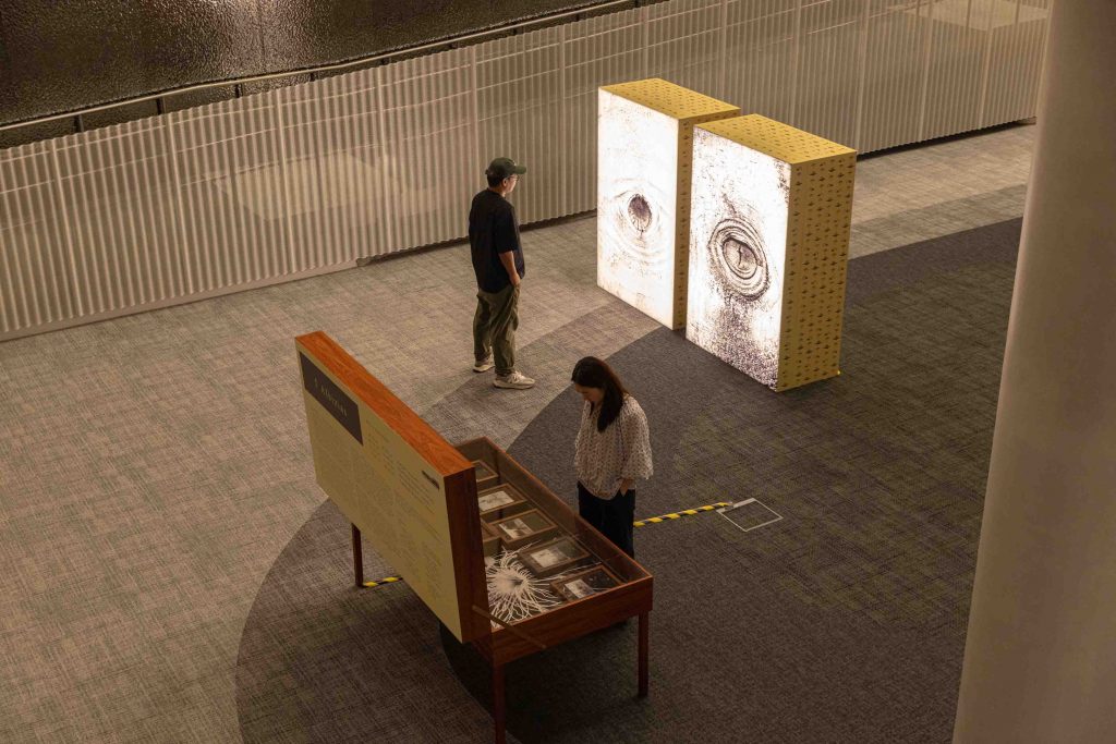 Singapore Art Museum Unveils ‘5 Albizias’ by Robert Zhao Renhui at Punggol Regional Library - Alvinology