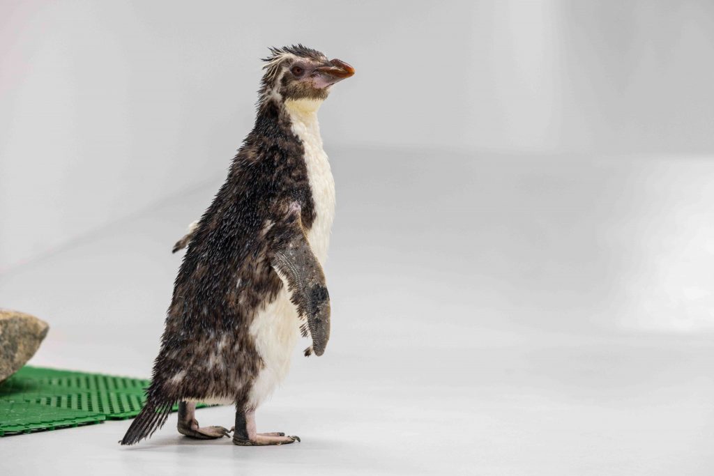 New Feathery Additions Bring Festive Cheer to Bird Paradise’s Penguin Cove New Feathery Additions Bring Festive Cheer to Bird Paradise’s Penguin Cove - Alvinology