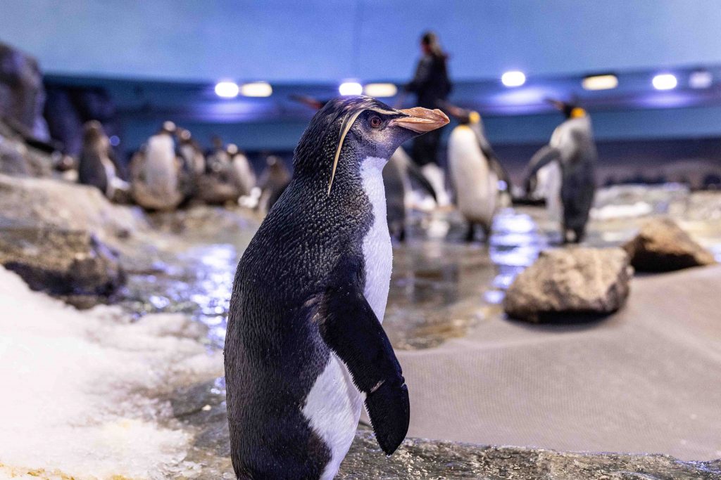 New Feathery Additions Bring Festive Cheer to Bird Paradise’s Penguin Cove - Alvinology