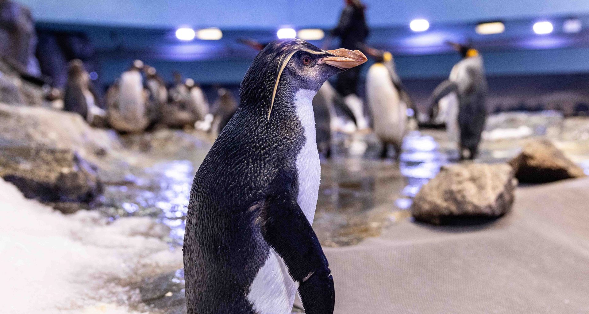 New Feathery Additions Bring Festive Cheer to Bird Paradise’s Penguin Cove - Alvinology