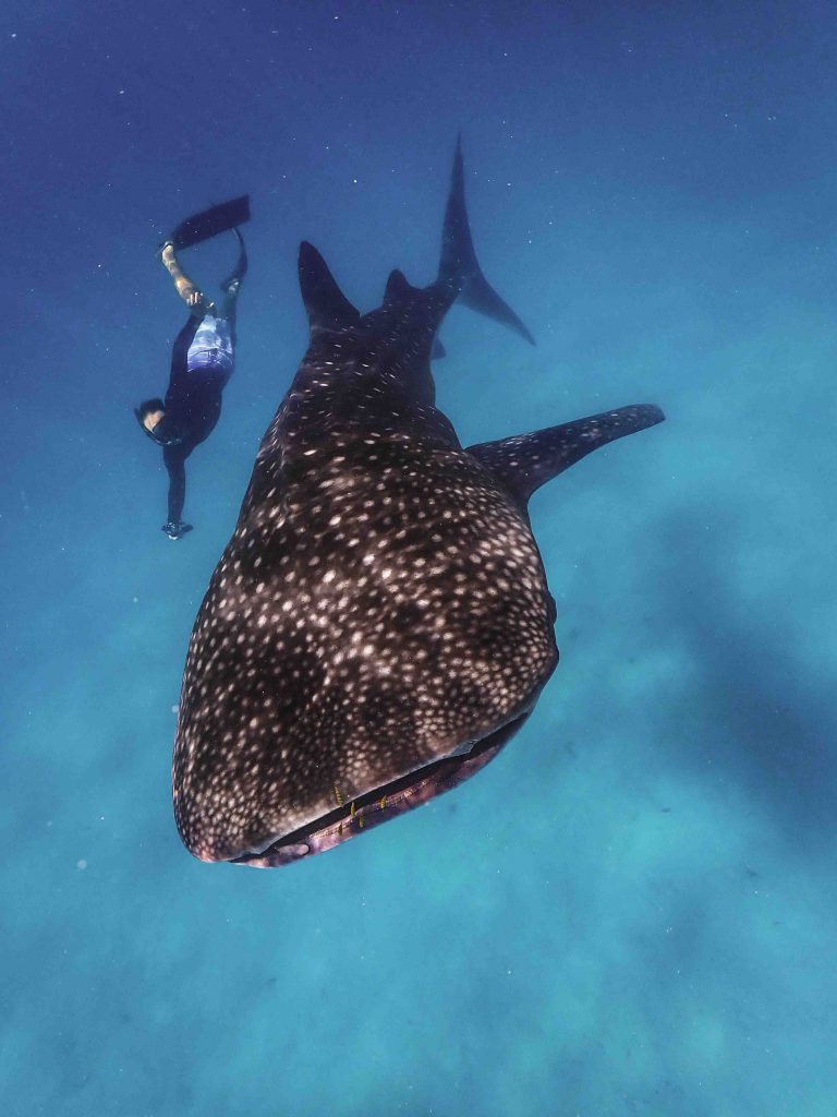 Jumeirah Debuts in Africa with Luxurious Island Retreat and Private Safari Reserve - Alvinology