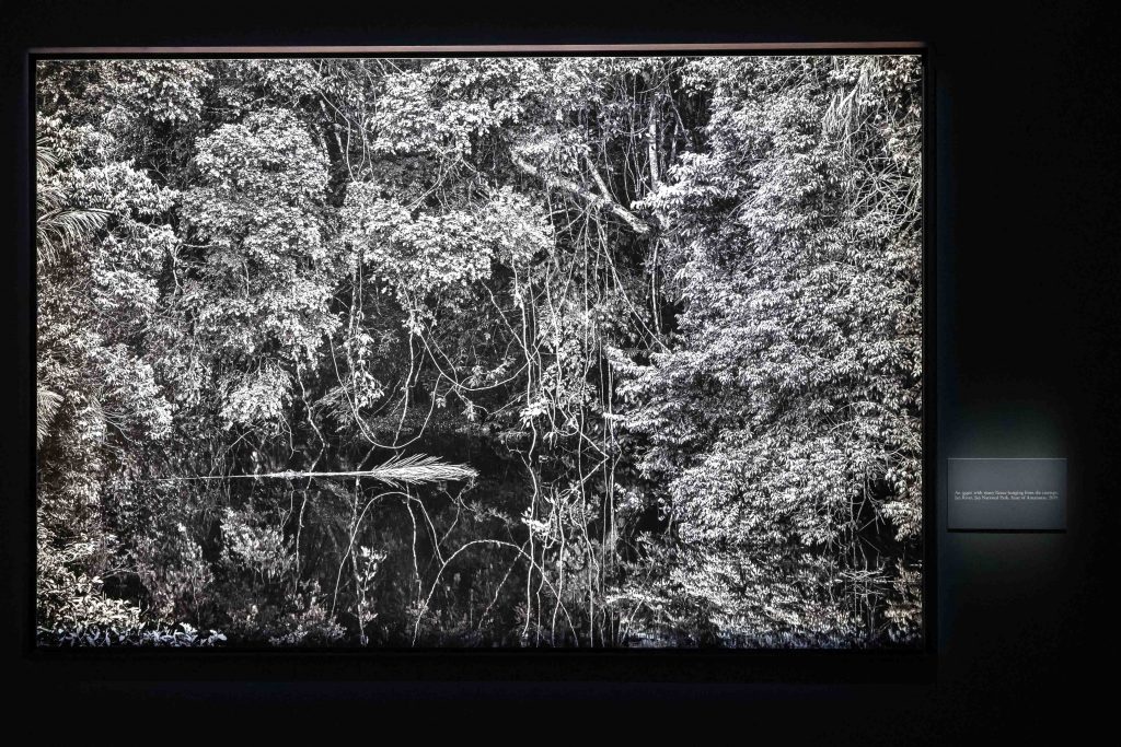 Experience the Majesty of the Amazon in Sebastião Salgado’s Amazônia Exhibition at the National Museum of Singapore Experience the Majesty of the Amazon in Sebastião Salgado’s Amazônia Exhibition at the National Museum of Singapore - Alvinology