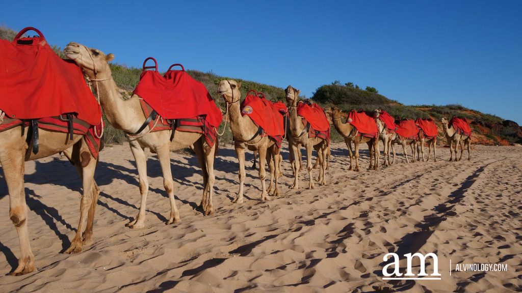 Discover Broome: A Hidden Destination in Western Australia with Deep Singaporean Ties - Alvinology
