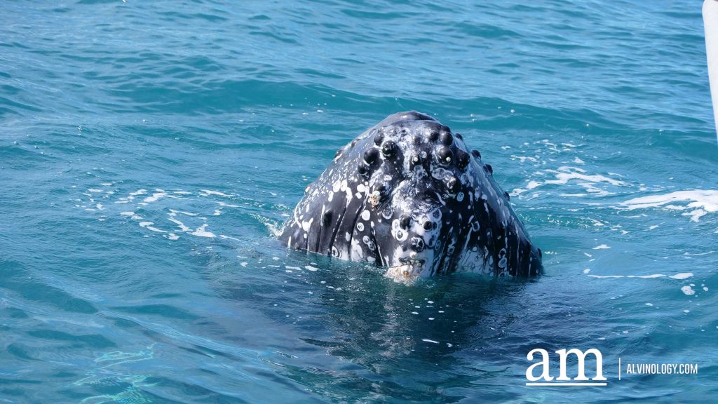 8 Surprising Truths About the Deep Sea’s Largest Inhabitant - Alvinology