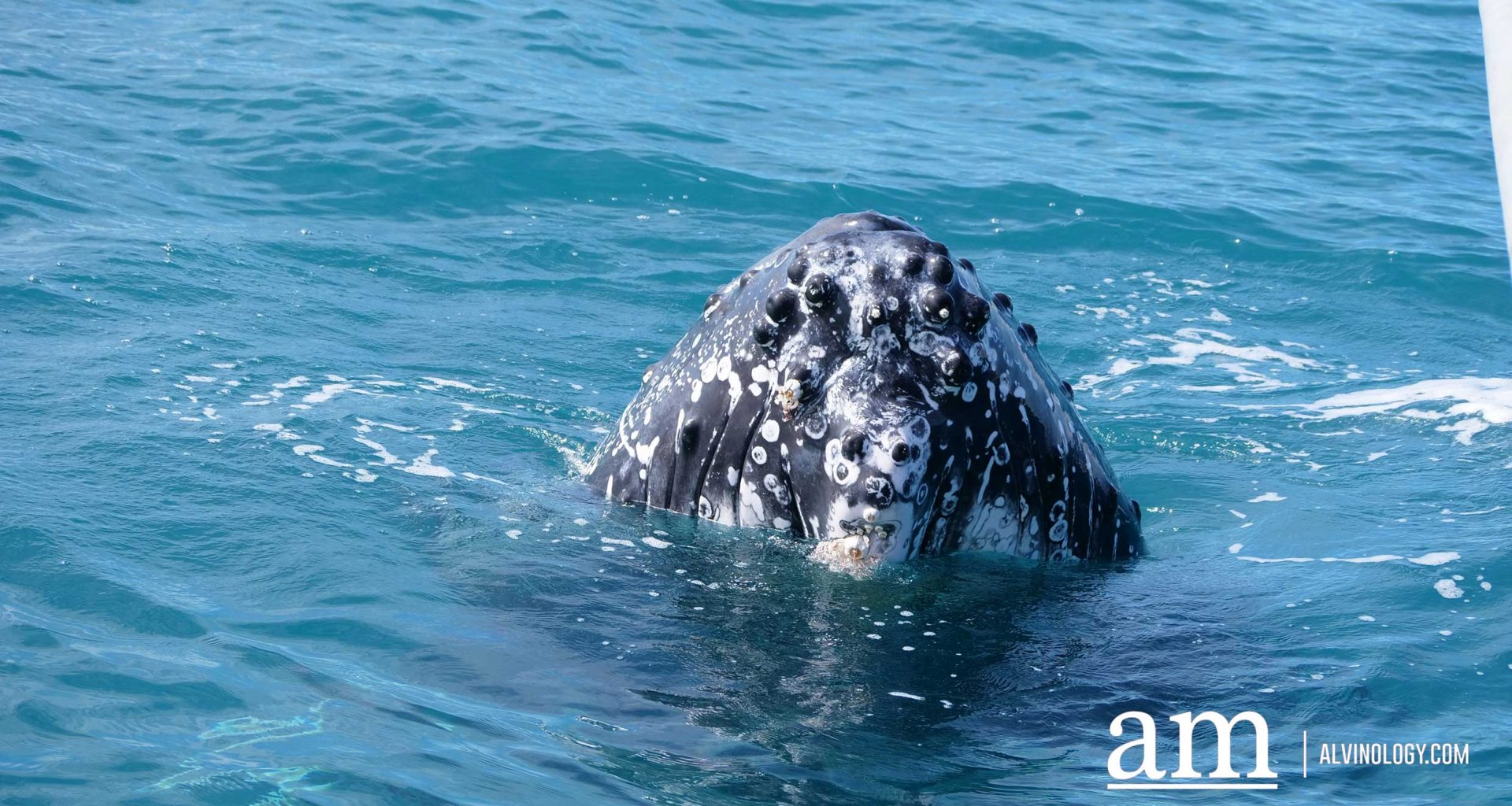 8 Surprising Truths About the Deep Sea’s Largest Inhabitant - Alvinology