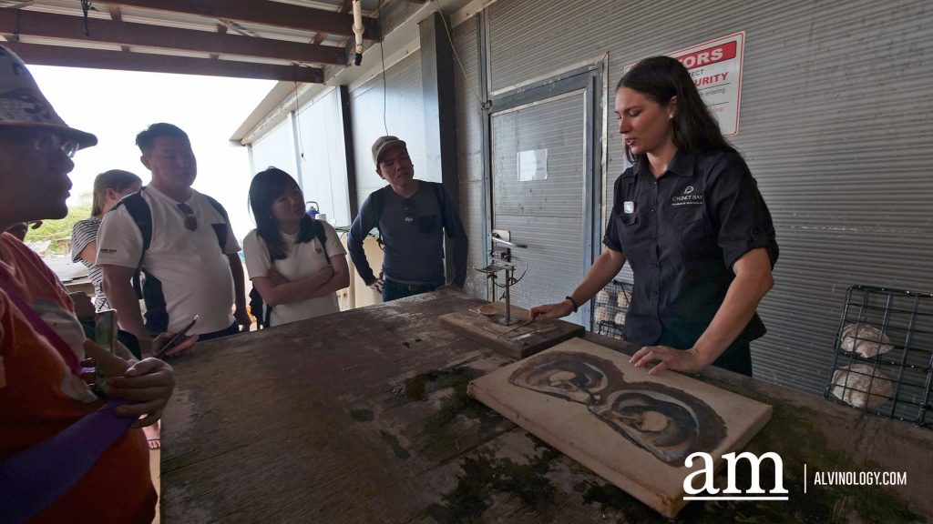 Cygnet Bay Adventure: A First-hand Experience with Air Kimberley - Alvinology
