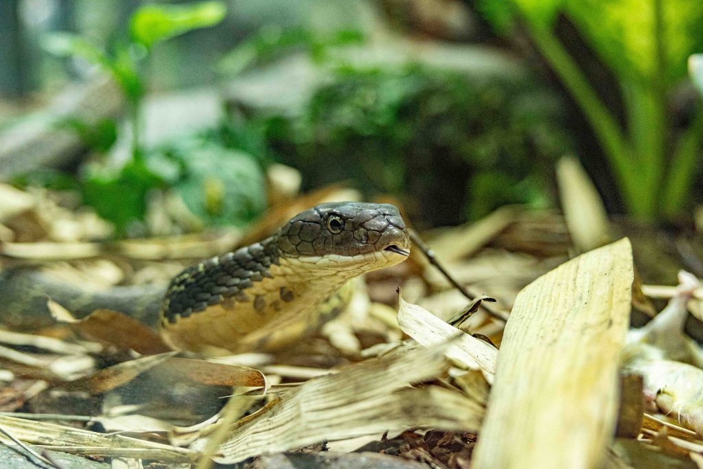 Celebrate the Year of the Snake at Mandai Wildlife Reserve with Scales, Surprises, and Festive Cheer - Alvinology