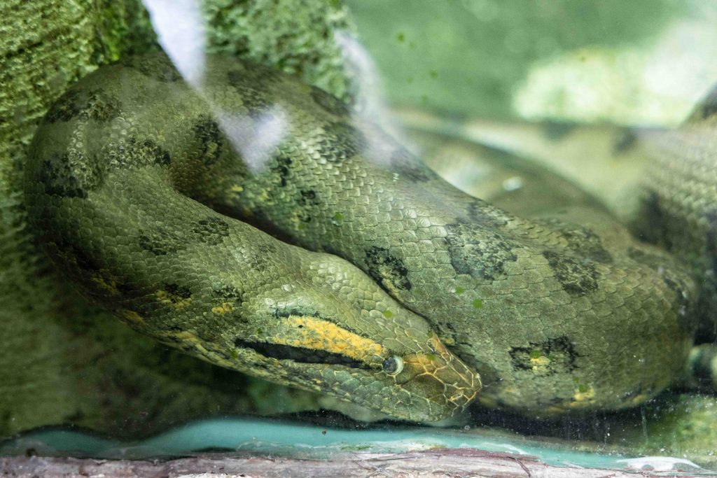 Celebrate the Year of the Snake at Mandai Wildlife Reserve with Scales, Surprises, and Festive Cheer - Alvinology