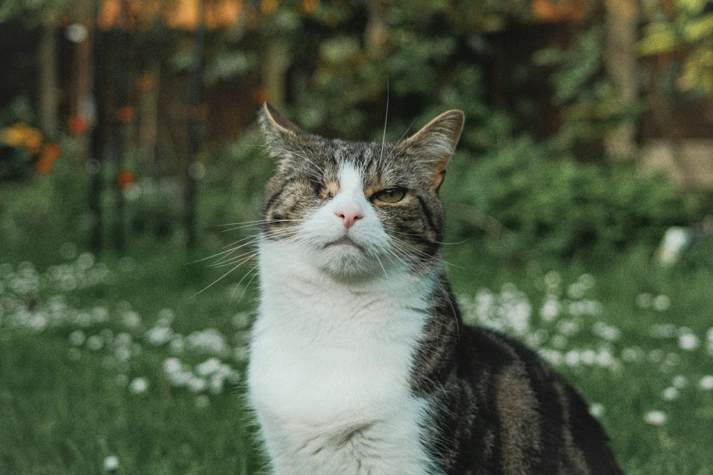 Veterinary Support for Aging Cats: Making Their Final Years Comfortable - Alvinology