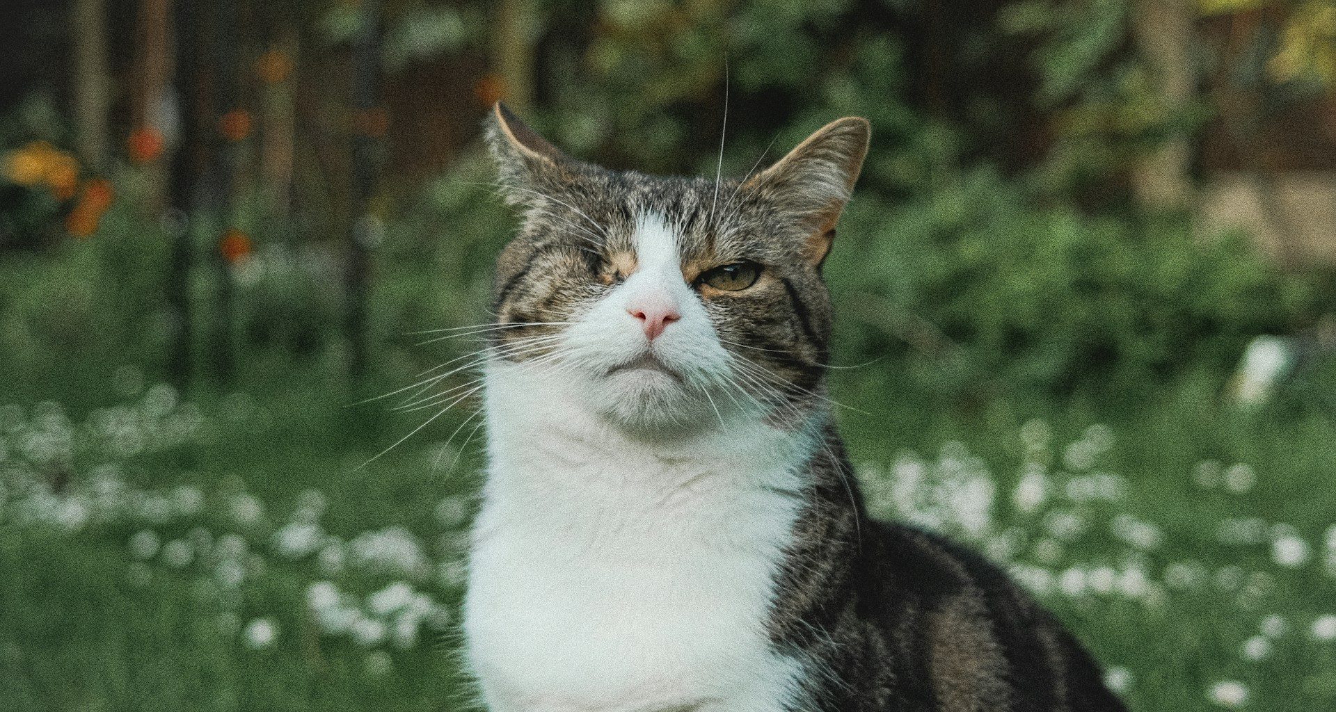 Veterinary Support for Aging Cats: Making Their Final Years Comfortable - Alvinology