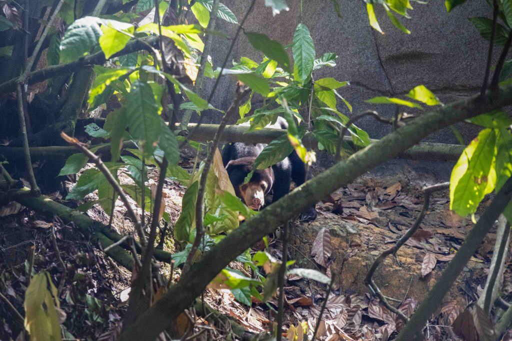 Singapore's Rainforest Wild Asia to Open on 12 March 2025: A New Immersive Wildlife Experience - Alvinology