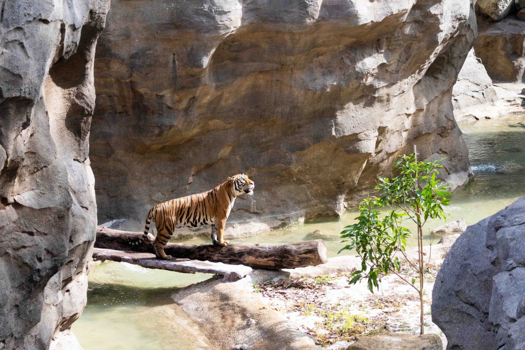 Singapore's Rainforest Wild Asia to Open on 12 March 2025: A New Immersive Wildlife Experience - Alvinology