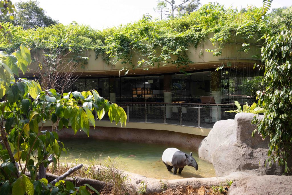AIA Singapore Celebrates Rainforest Wild Asia Opening with Tapir Adoption and AIA Vitality Bounce Sponsorship - Alvinology