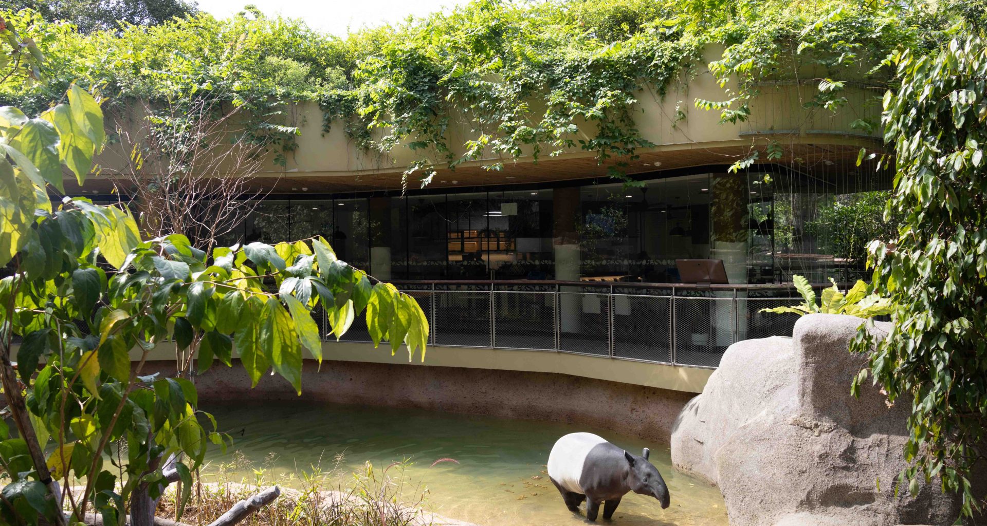 AIA Singapore Celebrates Rainforest Wild Asia Opening with Tapir Adoption and AIA Vitality Bounce Sponsorship - Alvinology